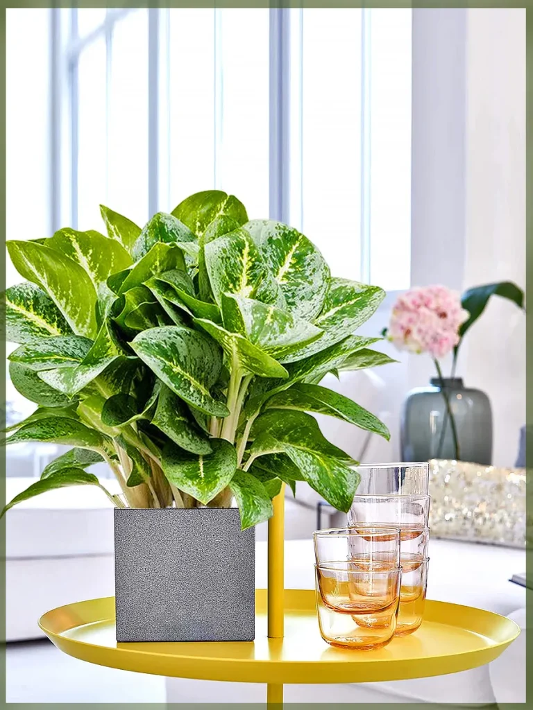 Аглаонема Lemon Mint