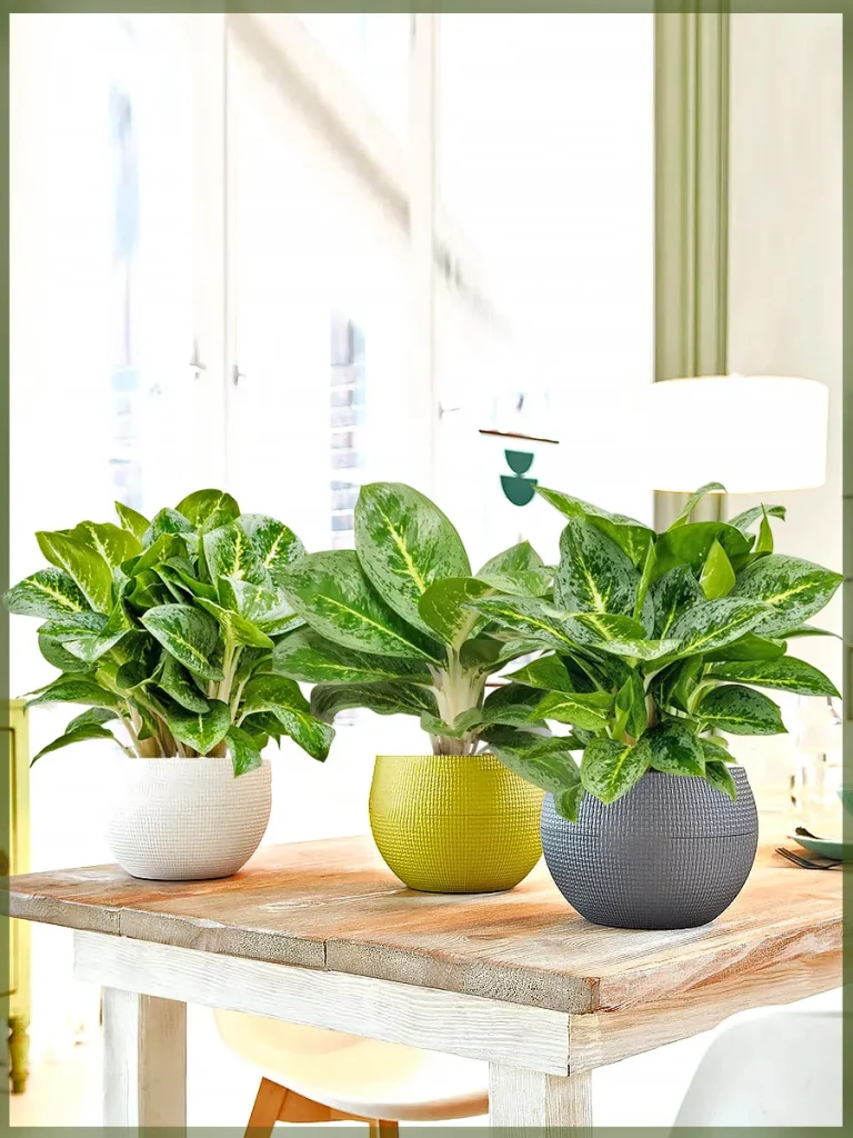Аглаонема Lemon Mint